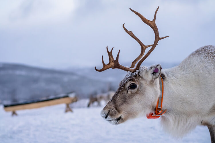 Raising Reindeer: Reindeer Don't Always Live At The North Pole